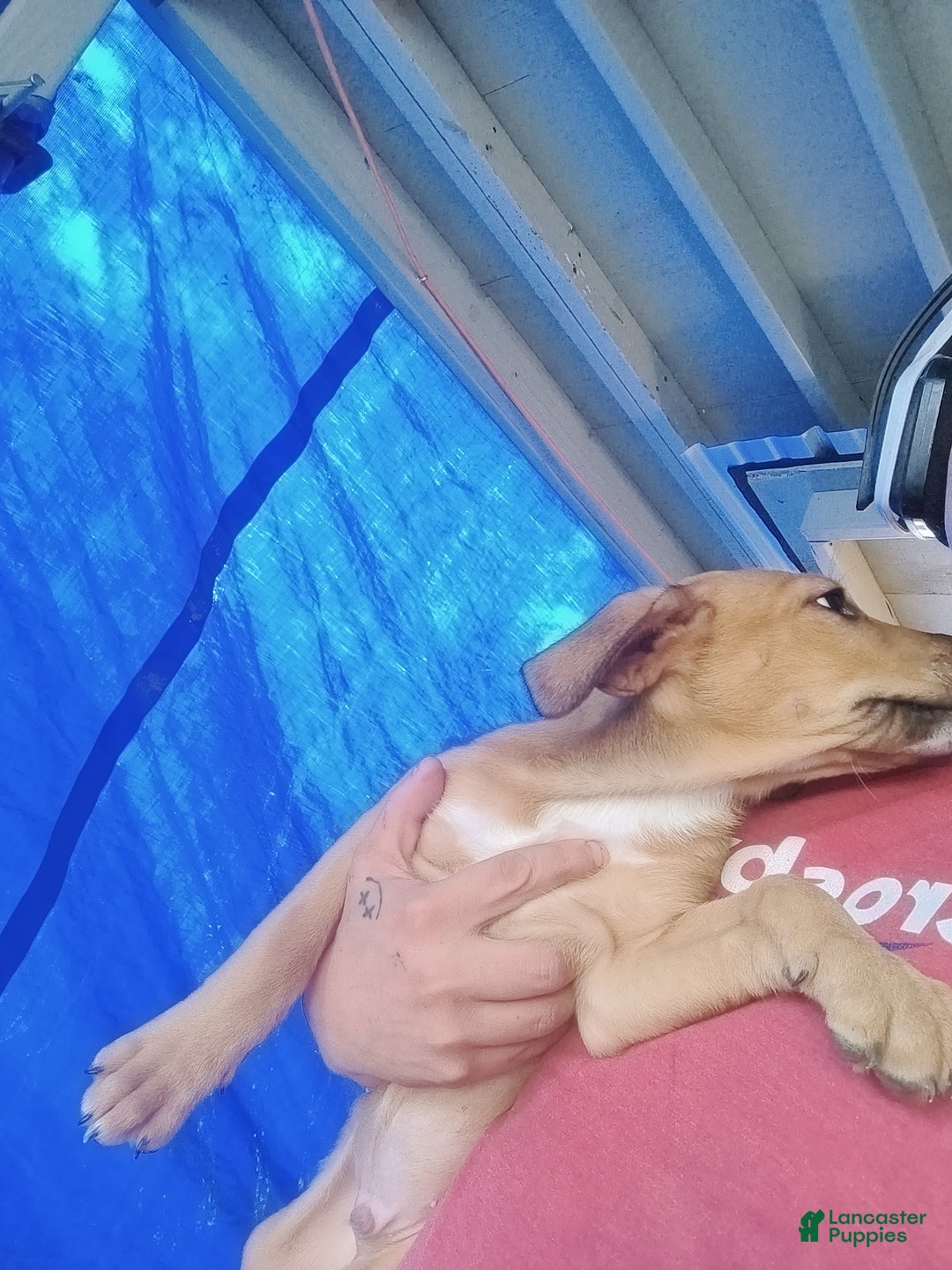 Mixed Breed dogs for sale: Spartacus - Ad 2