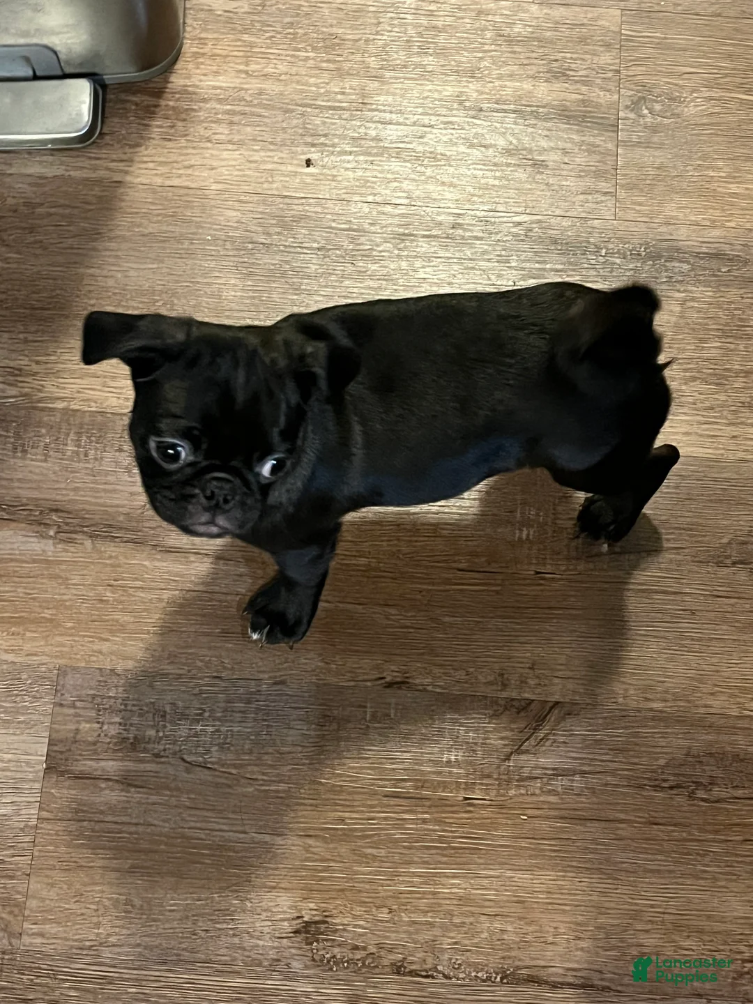 Pug dogs for sale: Romini - Ad 1