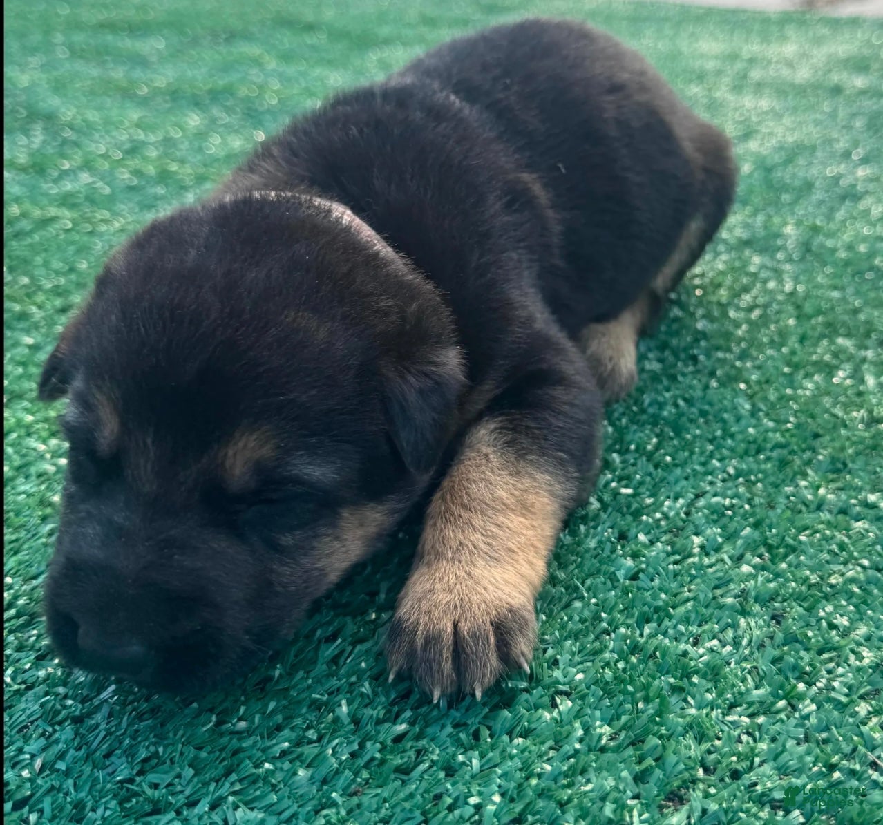 German Shepherd dogs German Shepherd pink - Ad 2