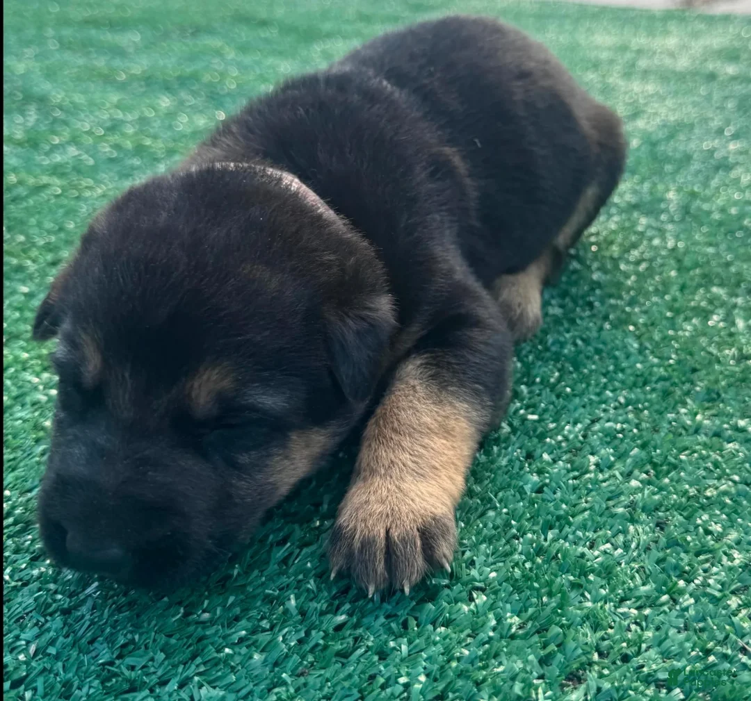 German Shepherd dogs for sale: German Shepherd pink - Ad 2