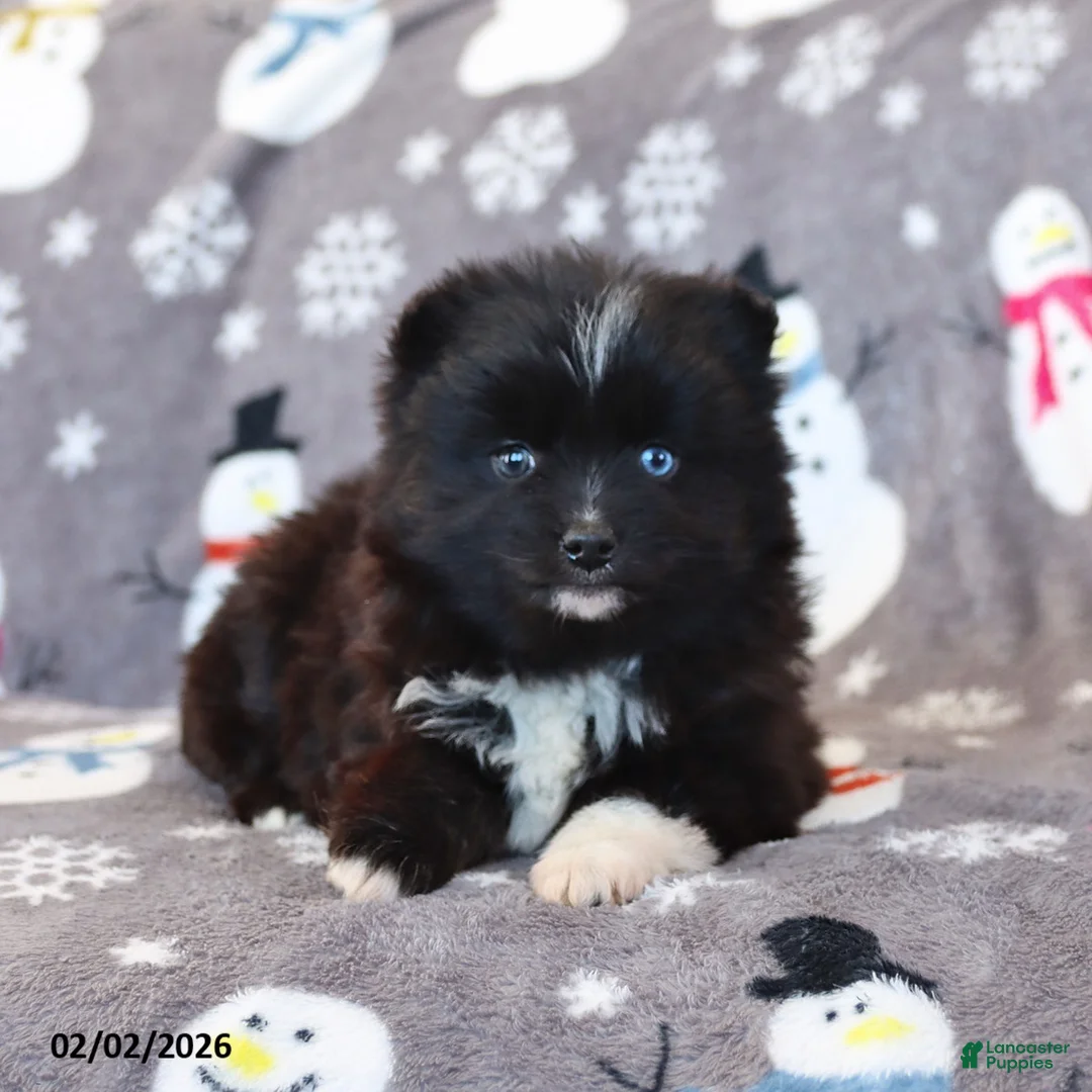 Pomsky dogs for sale: Isabelle - Ad 3
