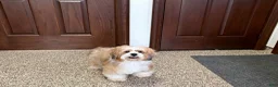 Mixed Breed dogs for sale: Lhasa/Coton male 1 - Ad 11