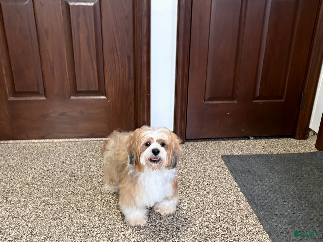 Mixed Breed dogs for sale: Lhasa/Coton male 1 - Ad 11