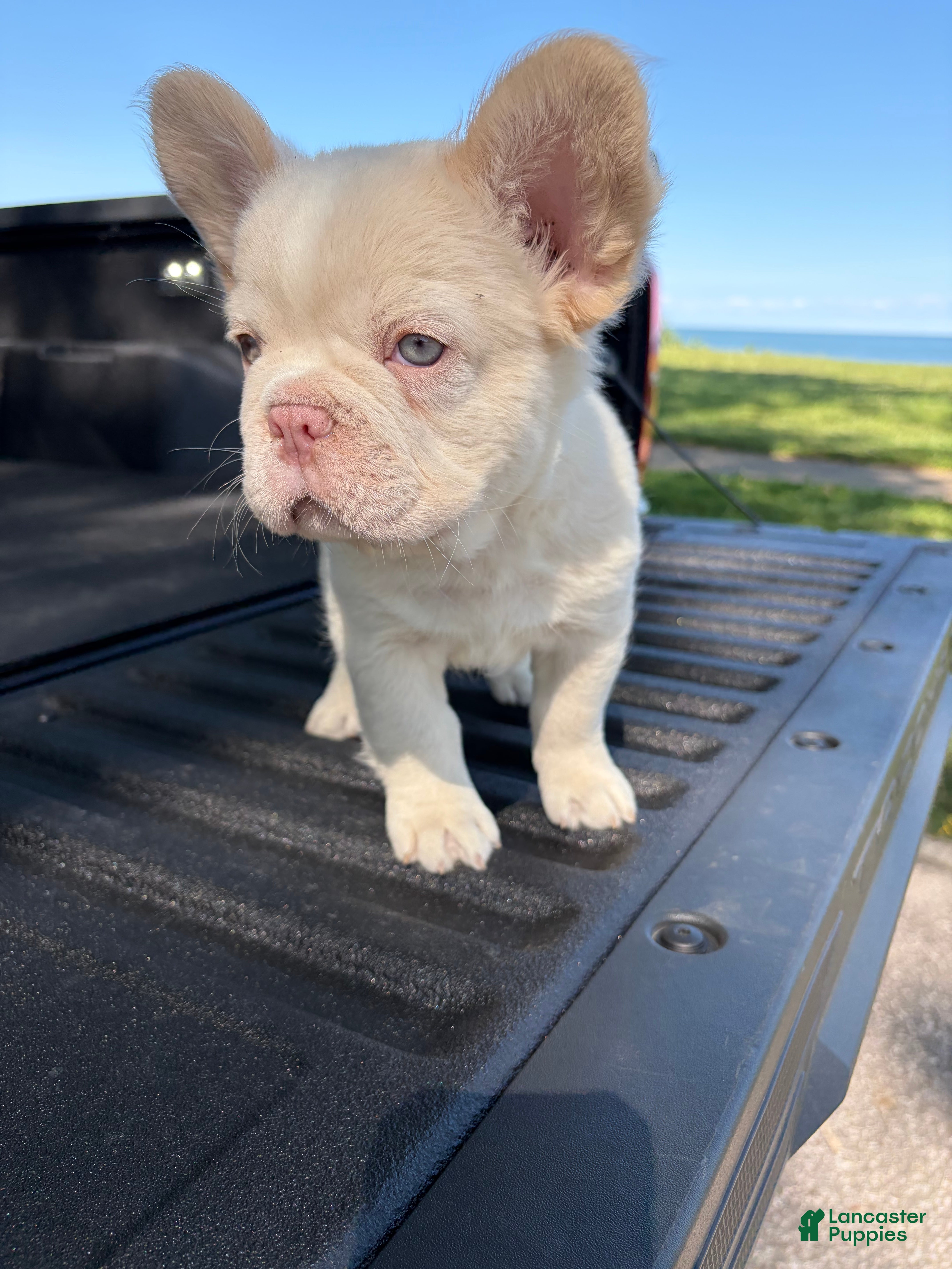 French Bulldog dogs French Bulldog 7 - Ad 1