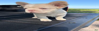 French Bulldog 7