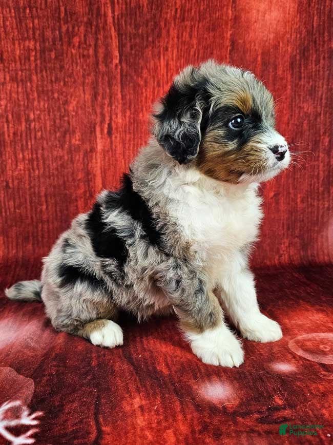 Mini Bernedoodle dogs Haven - Ad 2