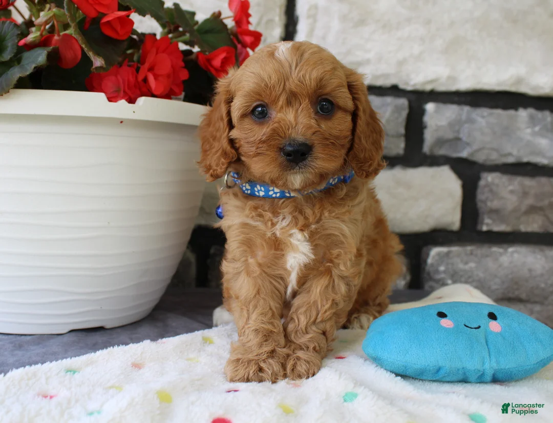 Cavapoo dogs for sale: Silas - Ad 1