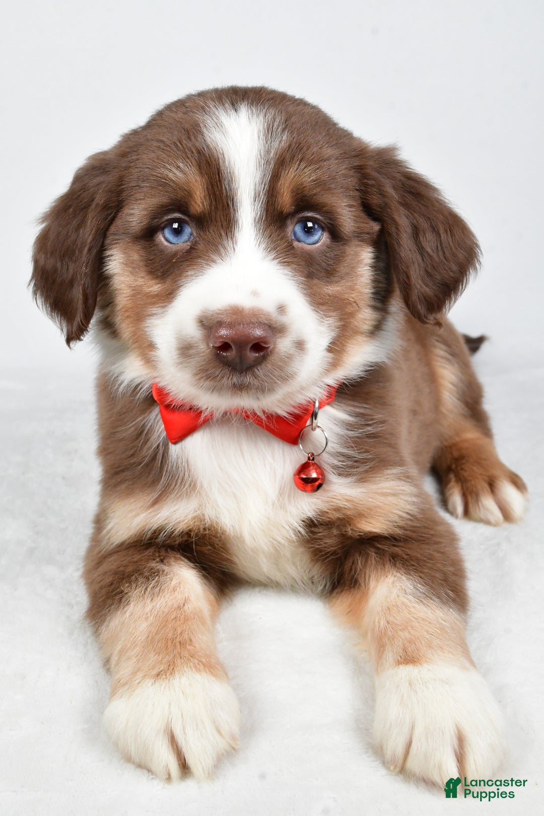 Miniature Australian Shepherd dogs for sale: Ronny - Ad 7