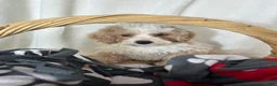 Bernedoodle dogs for sale: Benard - Ad 4