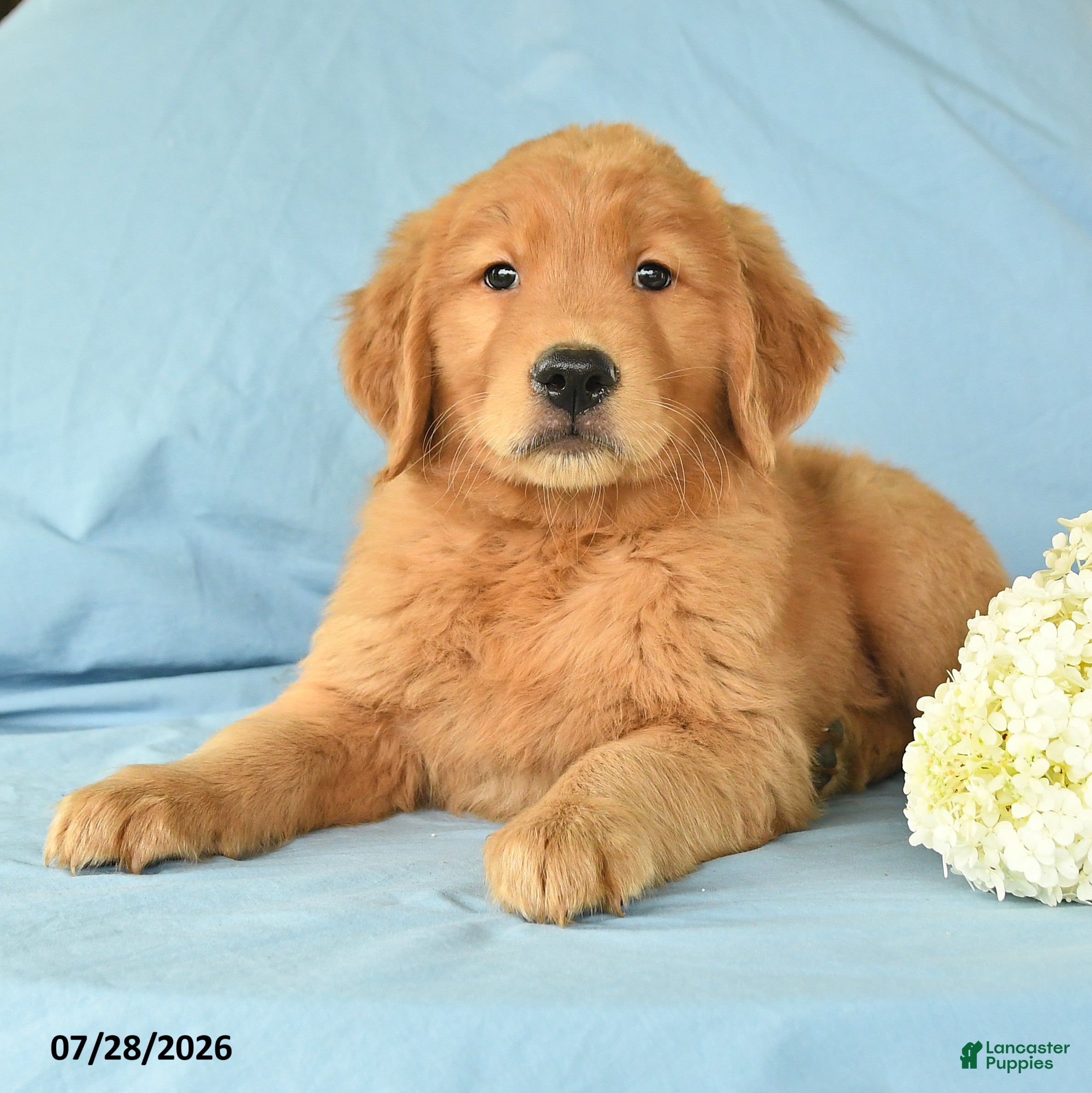 Golden Retriever dogs Marcus - Ad 2