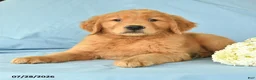 Golden Retriever dogs for sale: Marcus - Ad 2