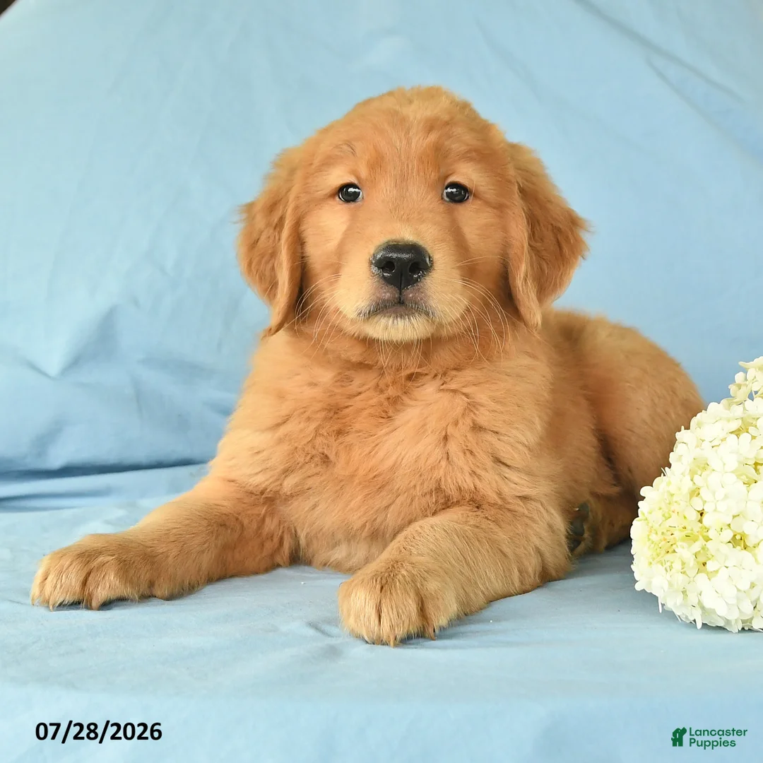 Golden Retriever dogs for sale: Marcus - Ad 2