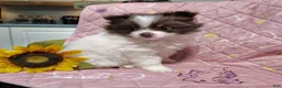 Pomeranian dogs for sale: Passion fruit - Ad 5