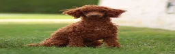 Toy Poodle dogs for sale: Raven Toy Poodle Puppy  - Ad 4