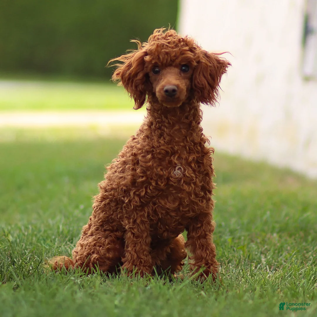 Toy Poodle dogs for sale: Raven Toy Poodle Puppy  - Ad 4