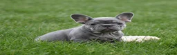 French Bulldog dogs for sale: Paisley  - Ad 2
