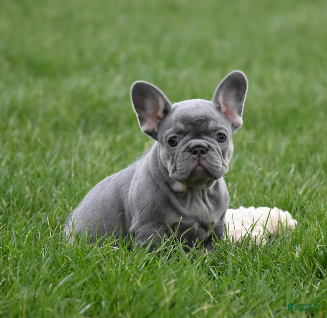 French Bulldog dogs for sale: Paisley  - Ad 2