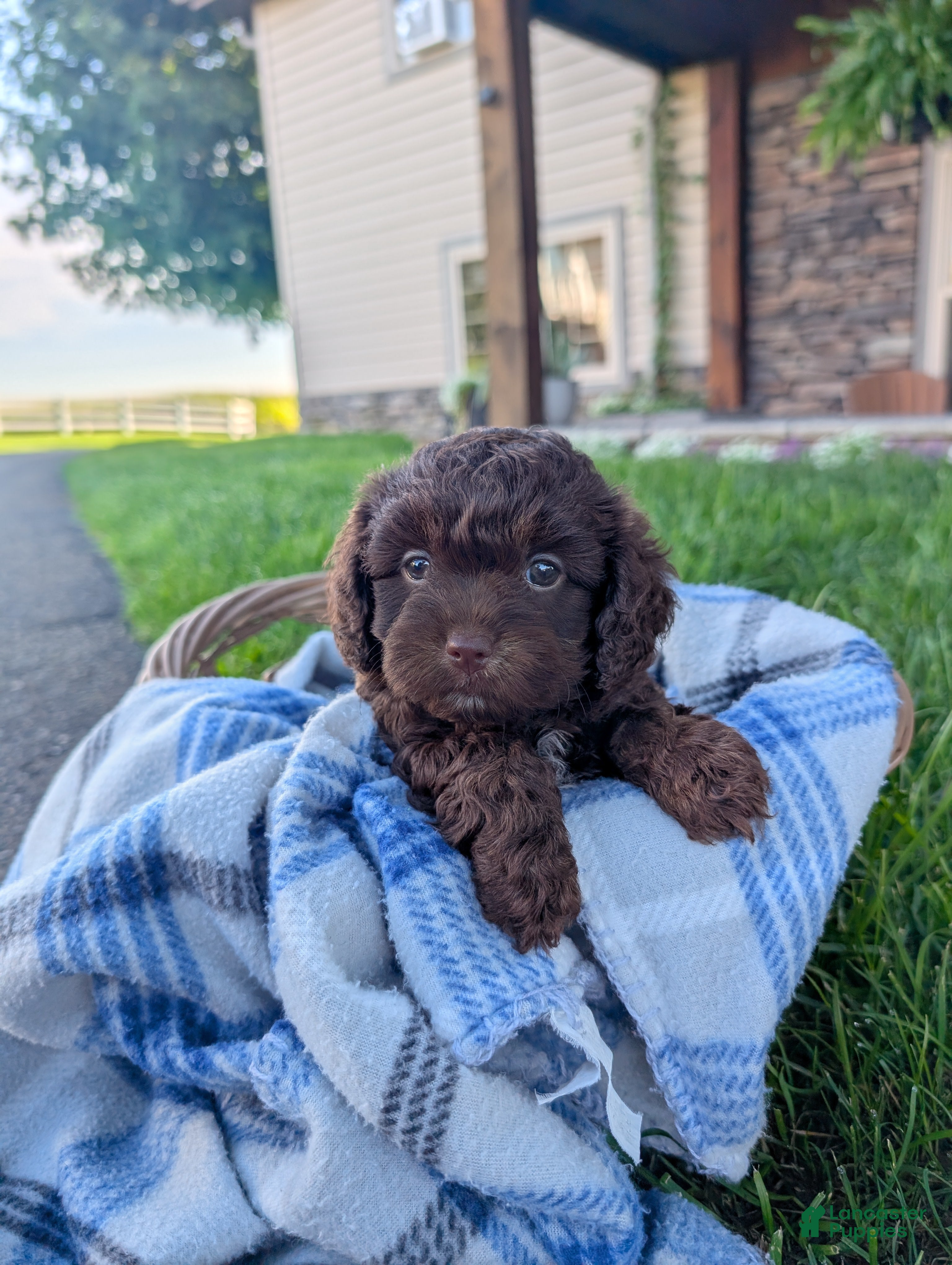 Cavapoo dogs Snuggle Joe  - Ad 1