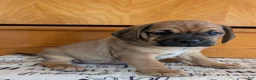 Puggle dogs for sale: Kidd - Ad 7