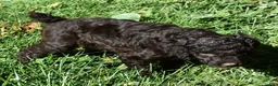 Standard Poodle dogs for sale: Standard Poodle 6 Dark Brown - Ad 4