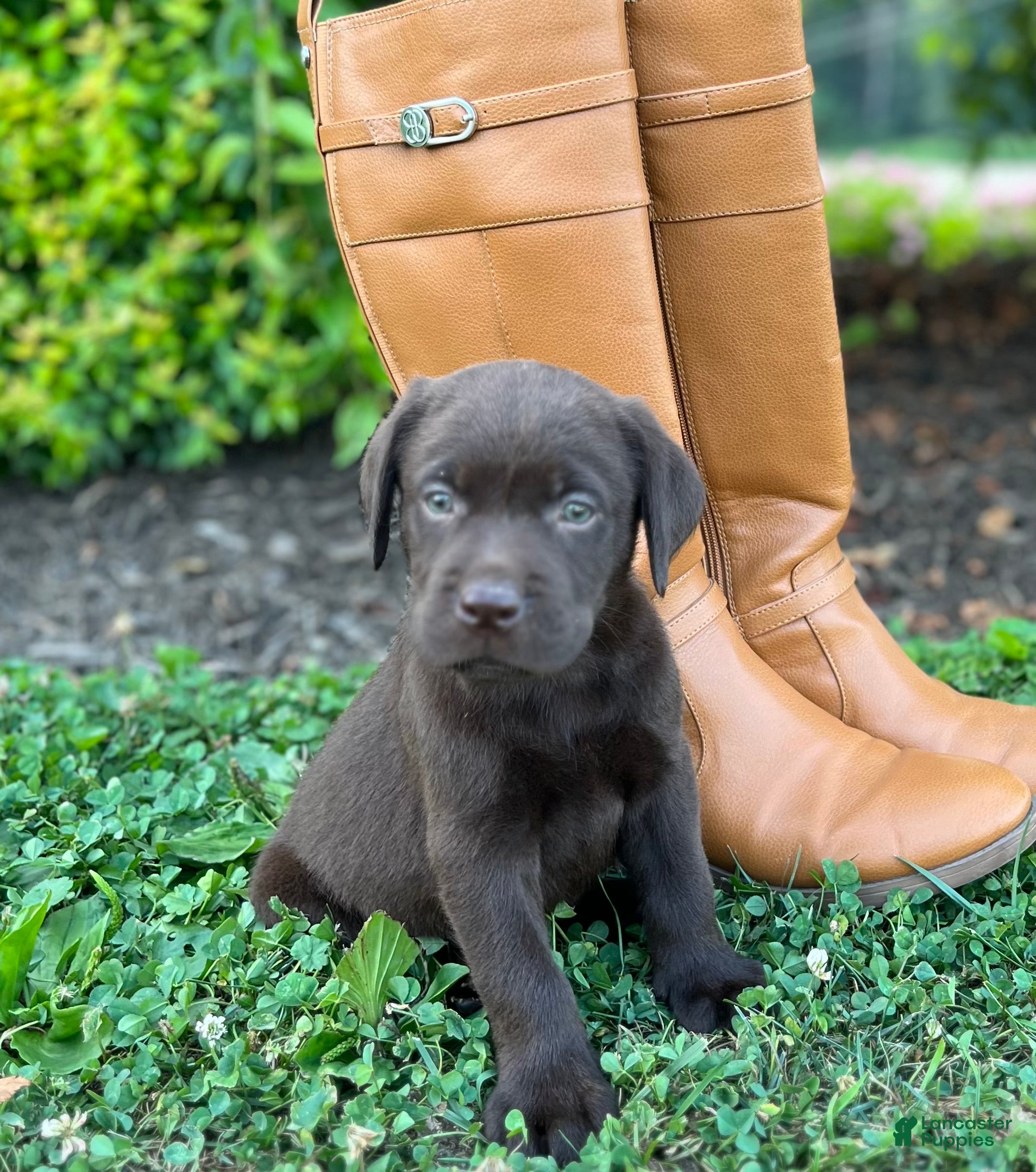 Labrador Retriever dogs Labrador Retriever 1 - Ad 1
