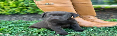 Labrador Retriever 1