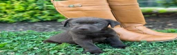 Labrador Retriever dogs for sale: Labrador Retriever 1 - Ad 1