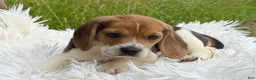 Beagle dogs for sale: Addie - Ad 5