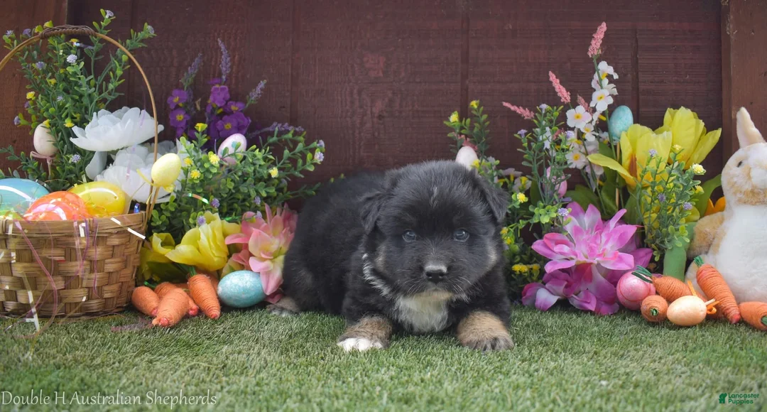 Australian Shepherd dogs for sale: Little John 2 brown eyes - Ad 1