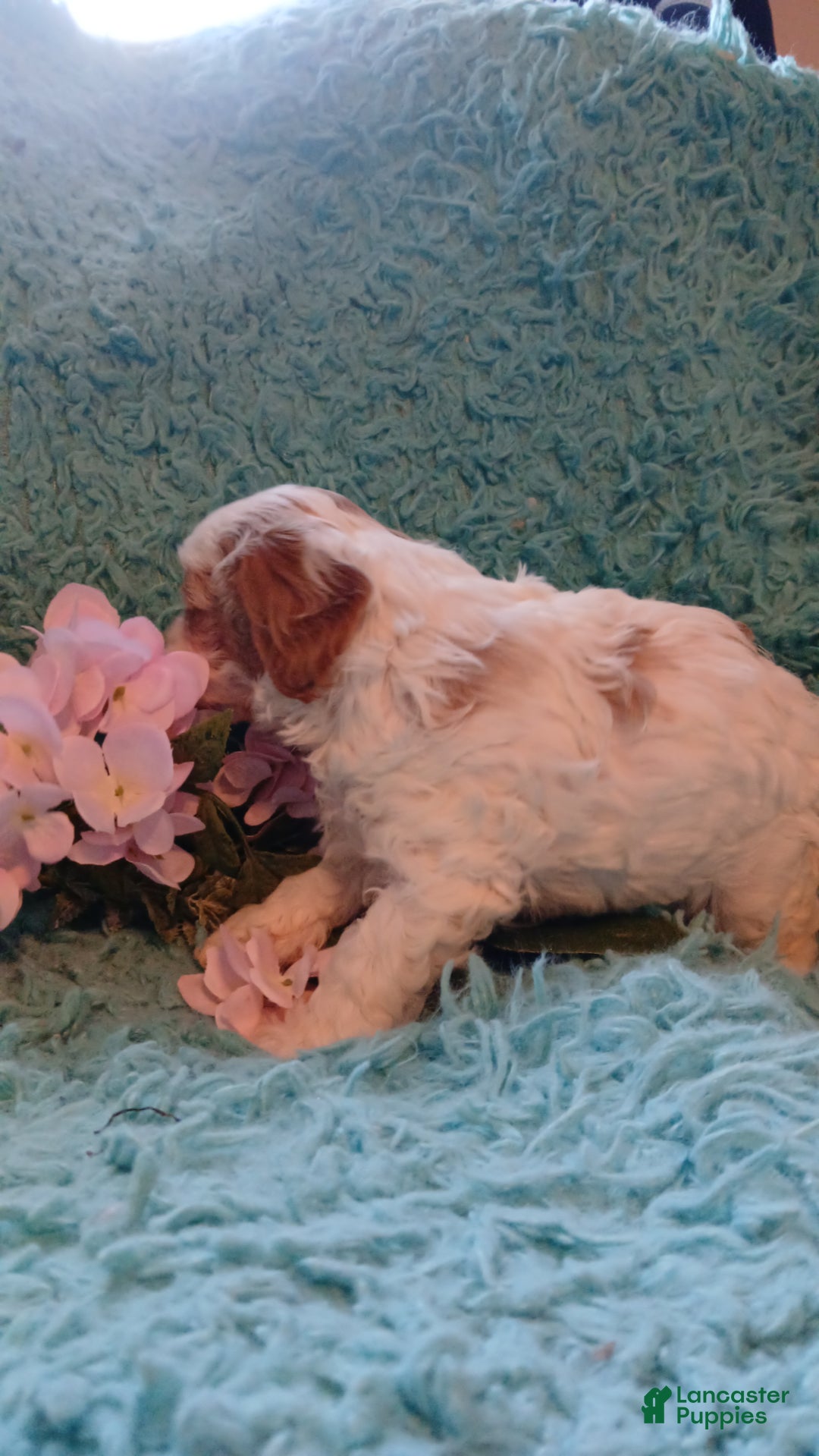 Cavapoo dogs for sale: Daisy - Ad 8
