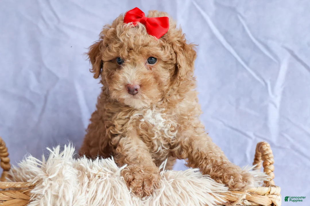 Miniature Poodle dogs for sale: ANDREW - Ad 1