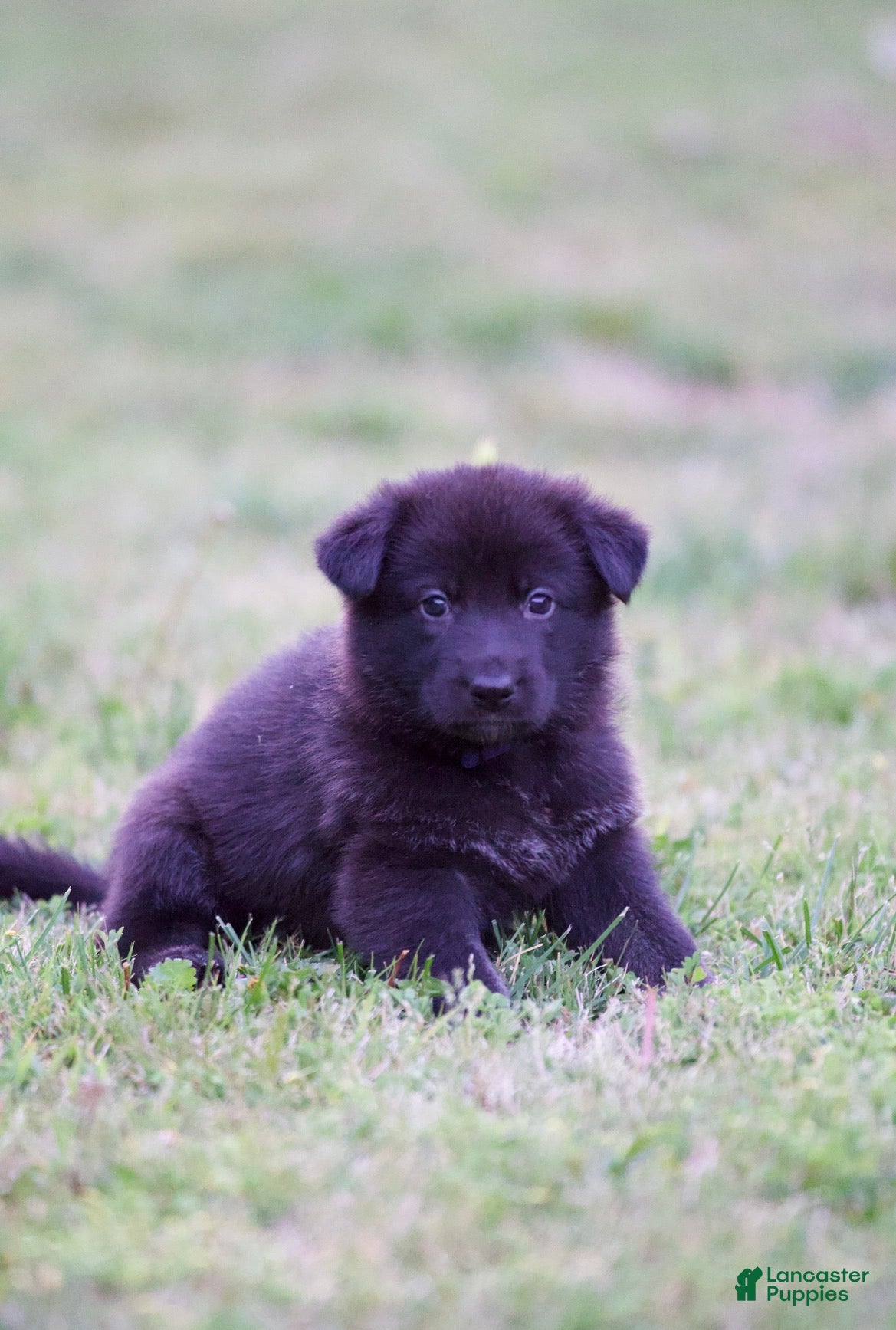 German Shepherd dogs German Shepherd Puppy 6 - Ad 36