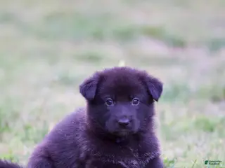 German Shepherd dogs German Shepherd Puppy 6 - Ad 36