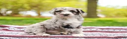 Aussiedoodle dogs for sale: Drew Standard - Ad 6