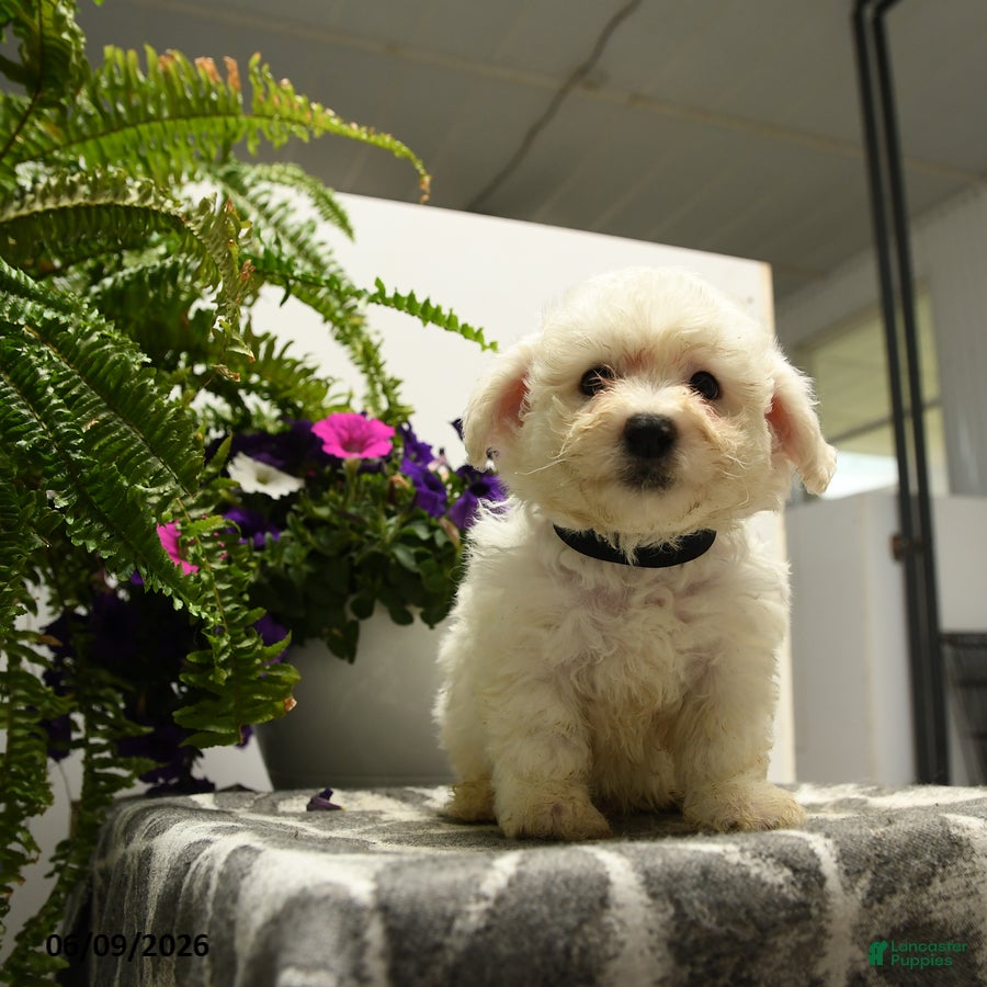 Bichon Frise dogs Crandle - Ad 2