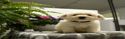 Bichon Frise dogs for sale: Crandle - Ad 2