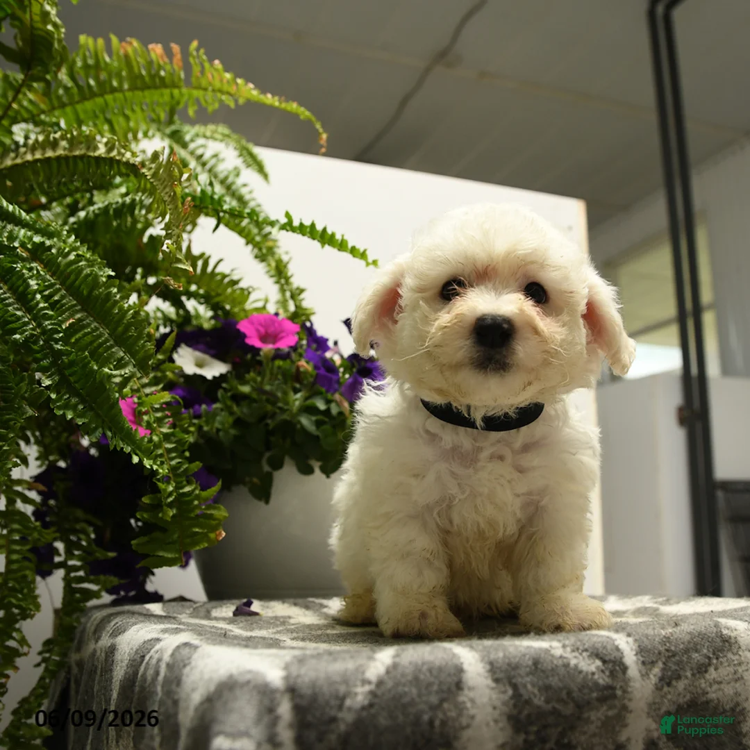 Bichon Frise dogs for sale: Crandle - Ad 2