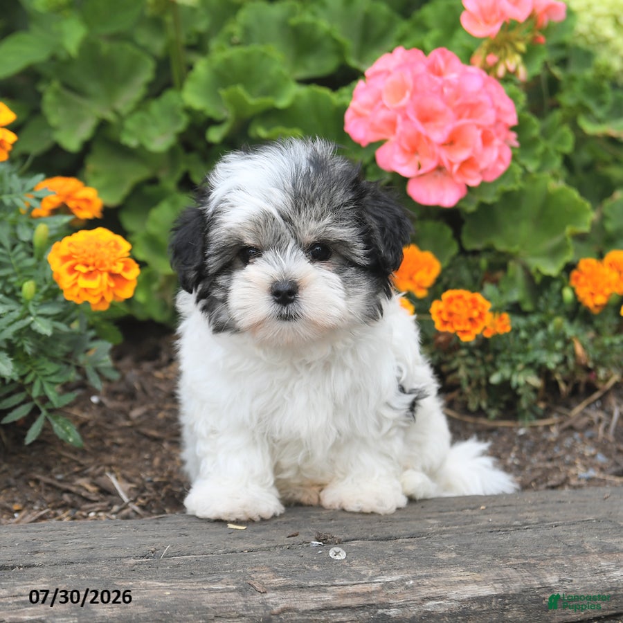 Morkie dogs Murray - Ad 1