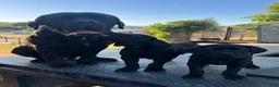 Cane Corso dogs for sale: Cane Corso Puppy 1 - Ad 6