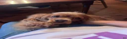 Cockapoo dogs for sale: Buff and white/brown and black nose  - Ad 12