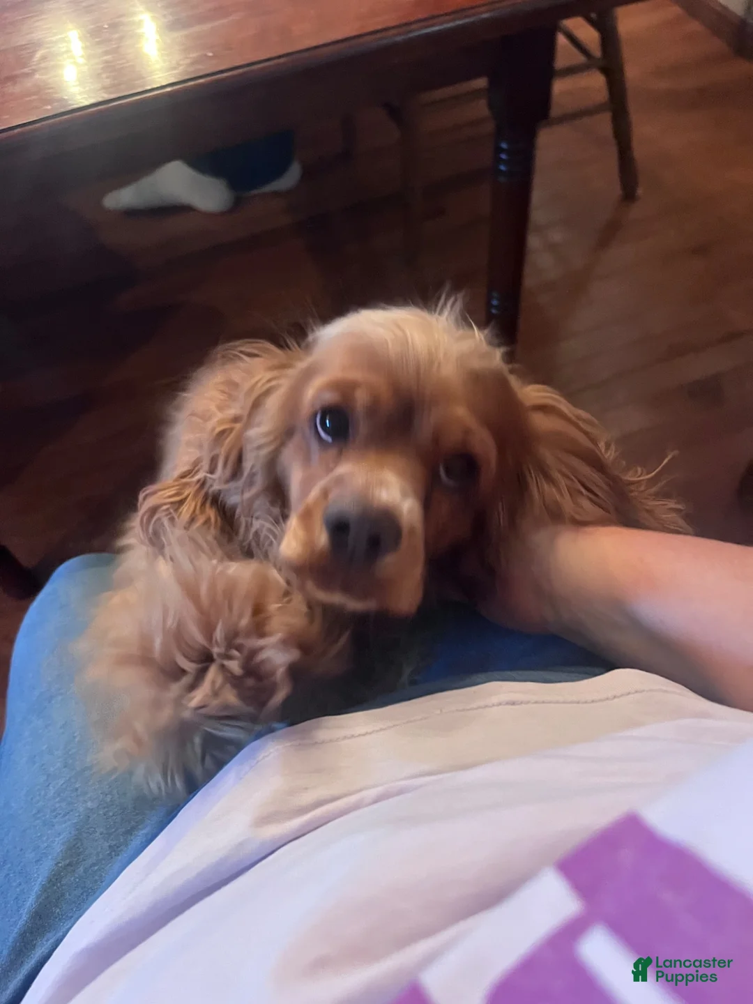 Cockapoo dogs for sale: Cockapoo 5 - Ad 2