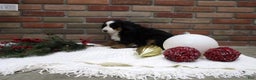 Bernese Mountain Dog dogs for sale: Megan - Ad 3