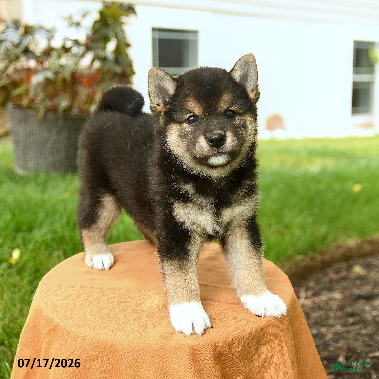 Shiba Inu dogs Cheyenne - Ad 1