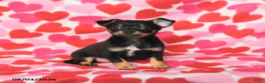 Pal 