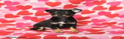 Chihuahua dogs for sale: Pal  - Ad 1
