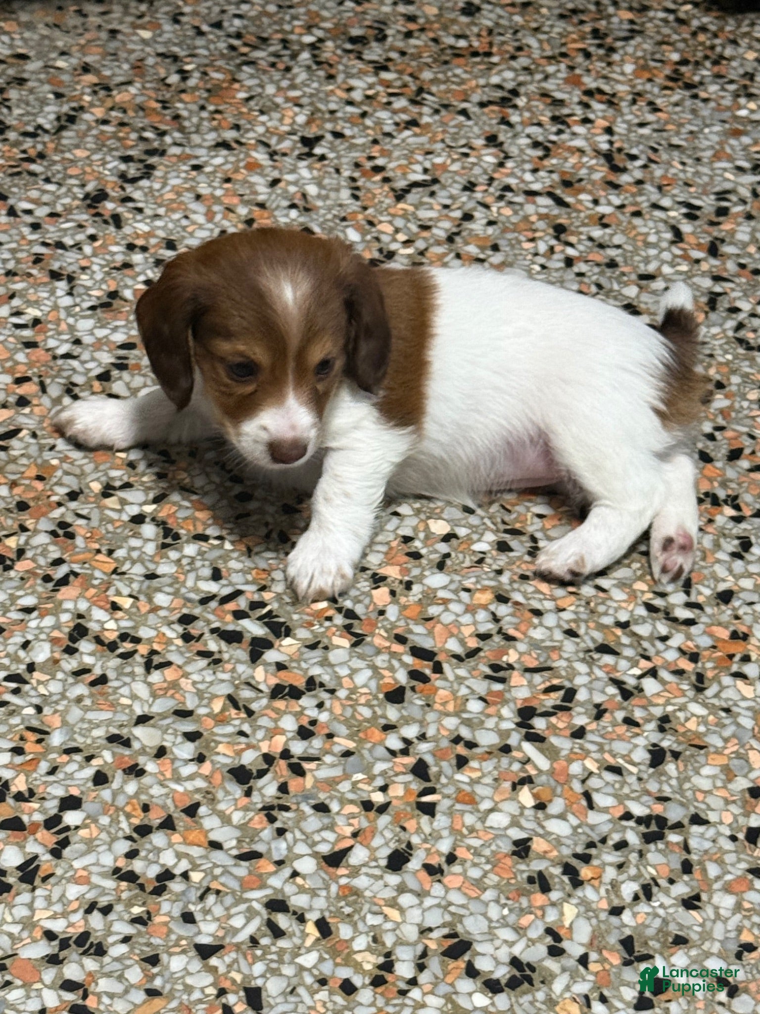Mixed Breed dogs Betsy - Ad 2