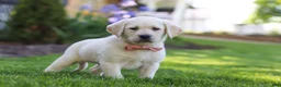 Labrador Retriever dogs for sale: Bela - Ad 3