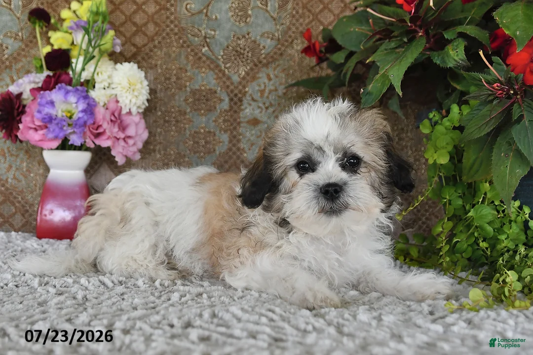 Teddy Bear dogs for sale: Otis - Ad 2