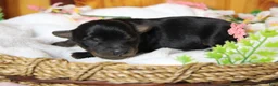 Yorkiepoo dogs for sale: Toughy - Ad 5