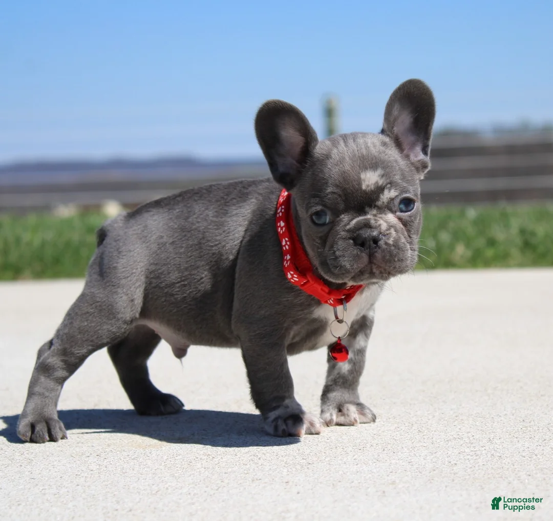 French Bulldog dogs for sale: Lorcan - Ad 2